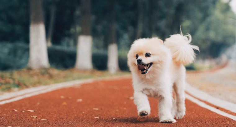 Pomeranian Puppies Available Perfect for Loving Homes