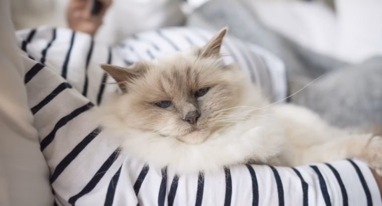 Beautiful Persian Kittens for Adoption