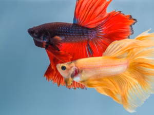 Betta Fish for Sale Perfect for Desktop Aquariums and Ornamental Displays