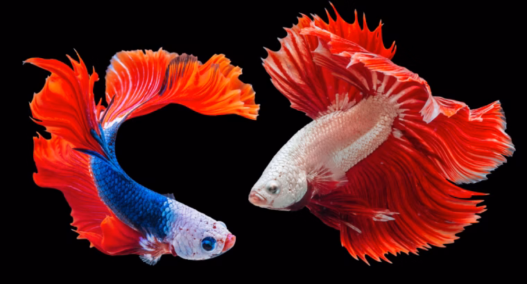 Betta Fish Available for Sale Vibrant and Stunning