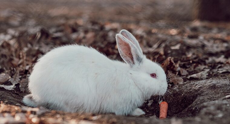 Friendly Rabbits Available for Adoption ...