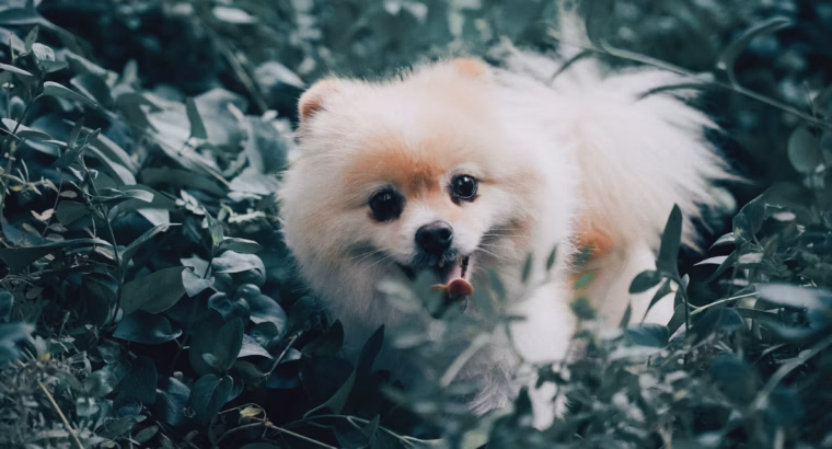 Toy Pamerian Available Intelligent, Playful, and Hypoallergenic Companions