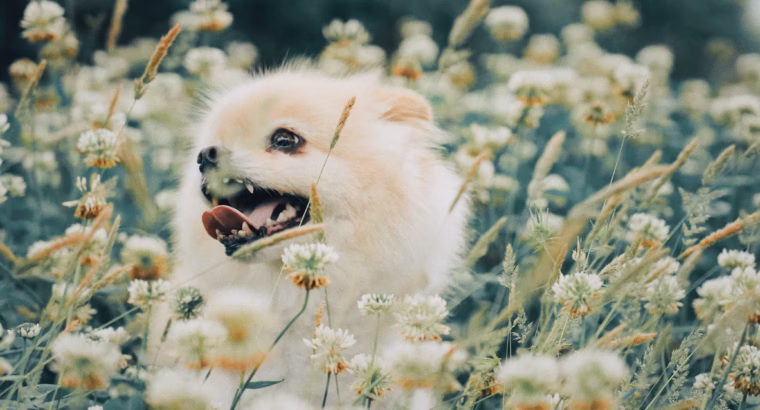 Pomeranian Puppies Available Perfect for Loving Homes