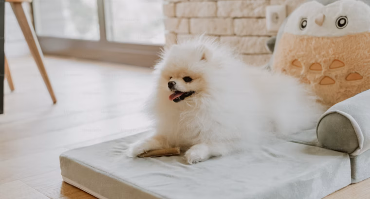 Pomeranian Puppies Available Perfect for Loving Homes