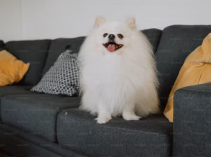 Pomeranian Puppies Available Perfect for Loving Homes