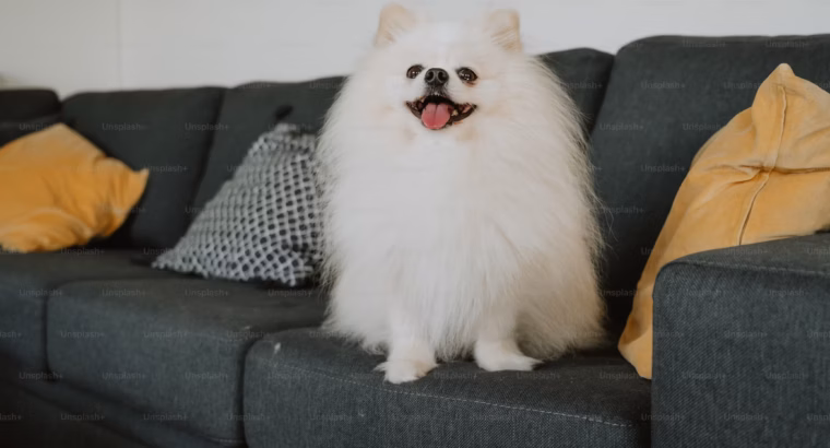 Pomeranian Puppies Available Perfect for...