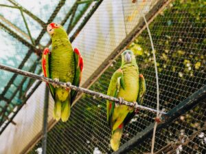 Cockatoos for Sale – Perfect for Bird Lovers and Companions