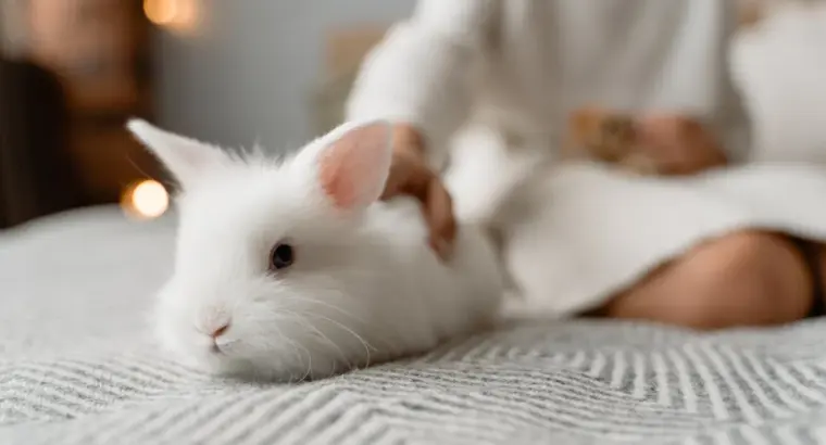Lop Rabbits for Sale Gentle and Cuddly Companions for All Ages